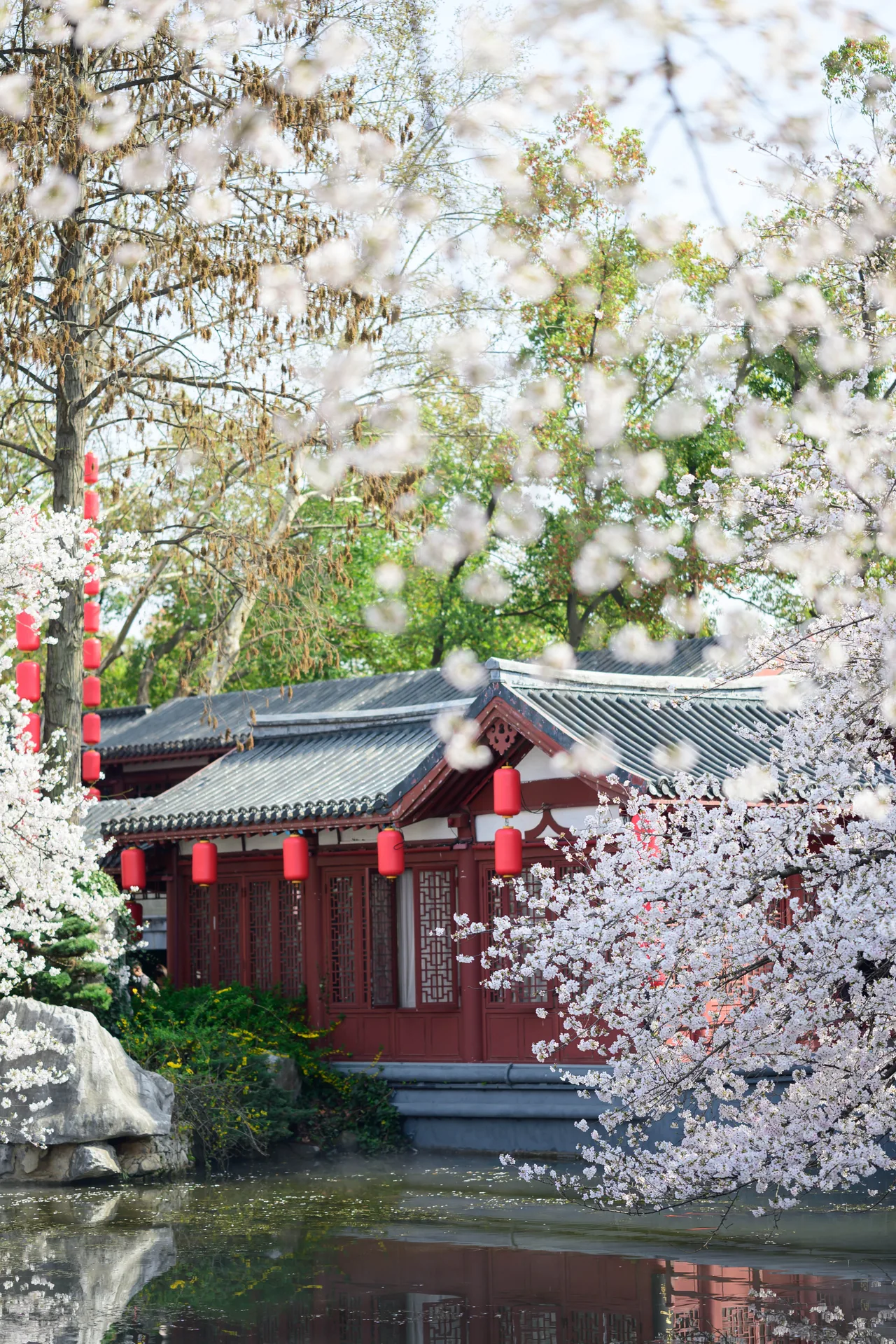Cherry blossoms around a red temple building by a pond