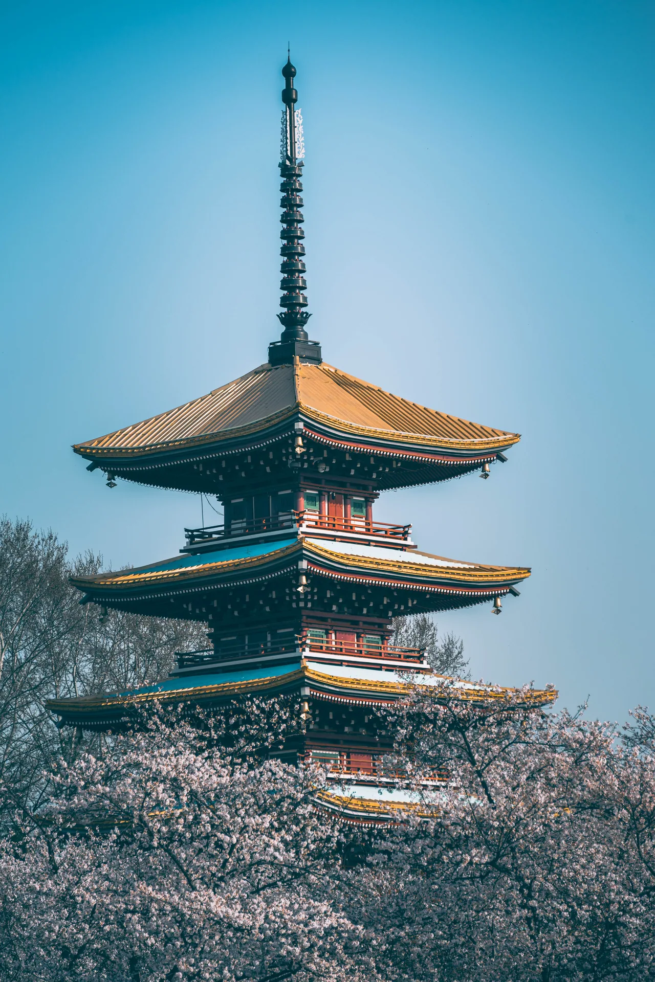 Pagoda rising above cherry blossoms