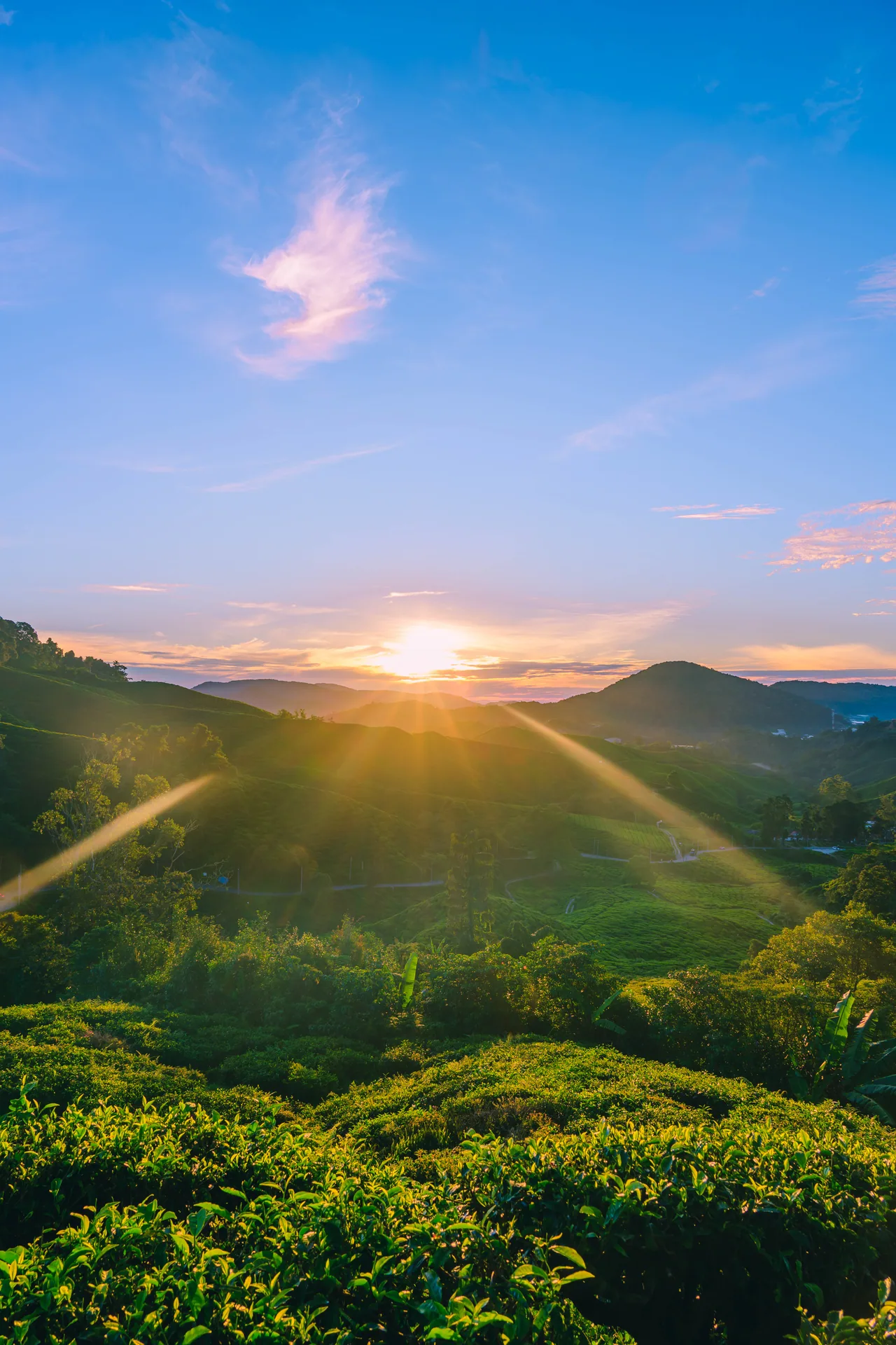 Sunburst over the hills of a green tea plantation