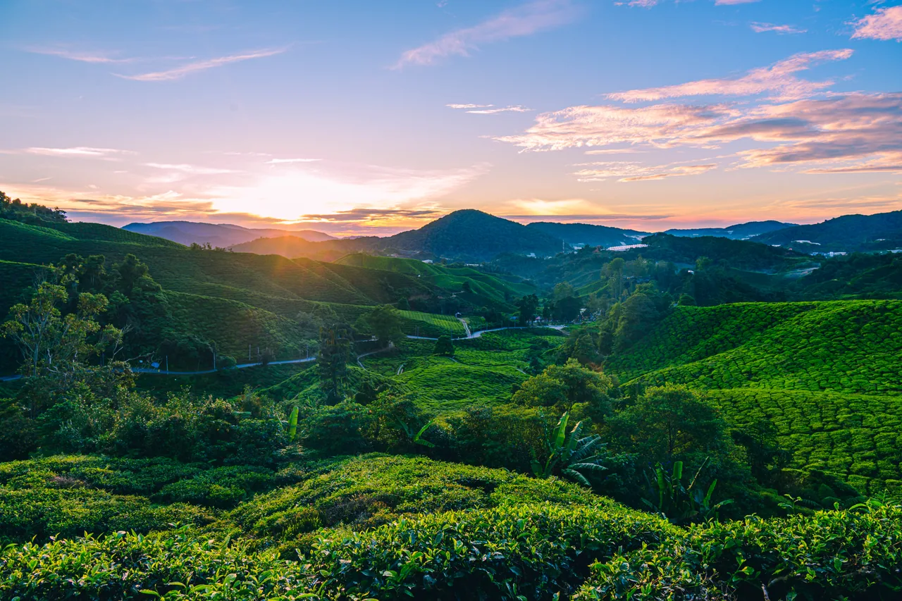 Sunrise over rolling tea plantation hills